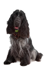 English Cocker Spaniel dog