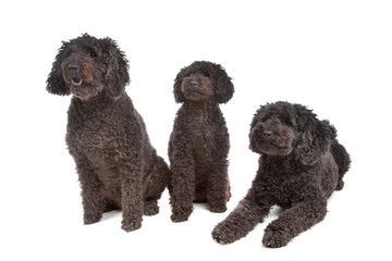 two labradoodle and one poodle dog