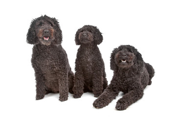 two labradoodle and one poodle dog