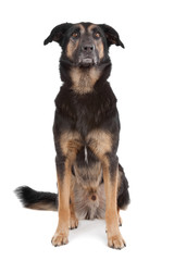mixed breed shepherd dog