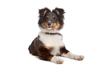 shetland sheepdog