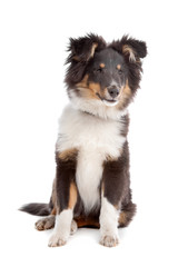 shetland sheepdog