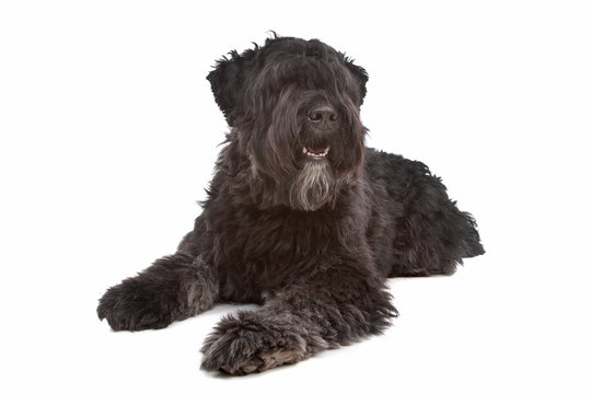 2 1 Best Bouvier Images Stock Photos Vectors Adobe Stock 2 1 Best Bouvier Images Stock Photos Vectors Adobe Stock