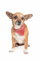 mixed breed dog