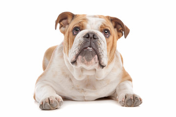 English Bulldog