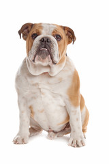Obraz na płótnie Canvas English Bulldog