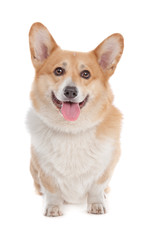 Pembroke Welsh Corgi