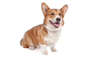 Pembroke Welsh Corgi
