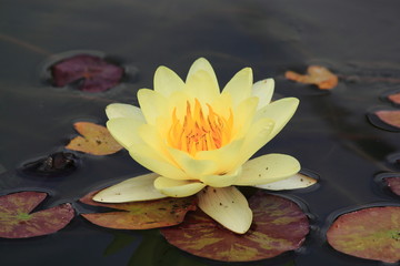 водяная лилия