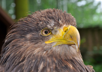 sea eagle