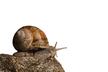 Escargot de Bourgogne