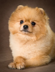 Pomeranian spitz-dog in studio