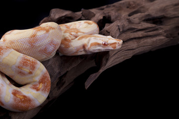 Fototapeta premium Albino Boa constrictor on a piece of wood