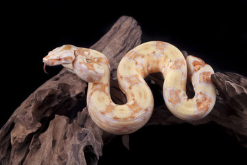 Albino Boa constrictor on a piece of wood