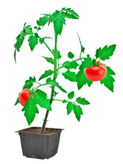 Tomato plant isolated on white background