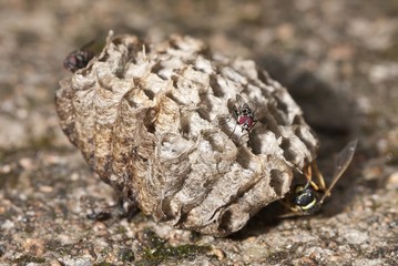 mosca