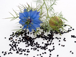 Echter Schwarzkümmel - Nigella sativa