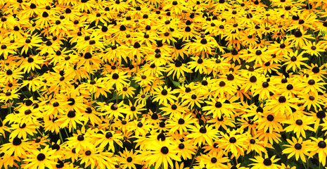 A sunny field with Black-eyed Susans © Ruud Morijn