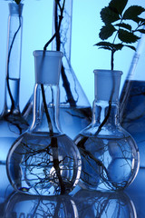 Ecologic laboratory, seedlings