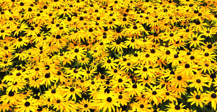 A sunny field with Black-eyed Susans