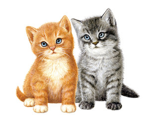 Katzenkinder © lom123