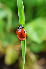 Ladybug on grass