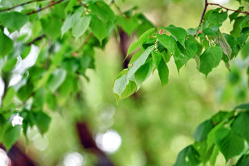Fototapeta na wymiar deciduous tree