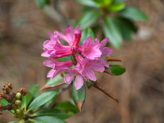 Fleur rose - Rhododendron ferrugineux