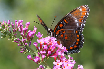 Red-spotted Purple Butterfly