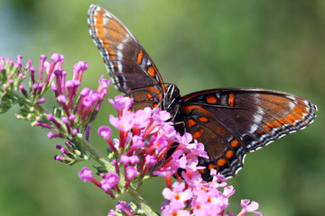 Red-spotted Purple Butterfly