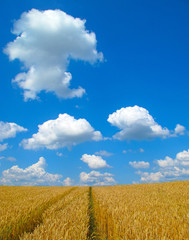 Wheat field with path and blue sky.