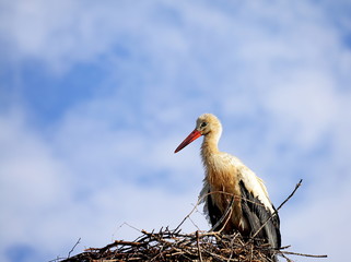 White stork