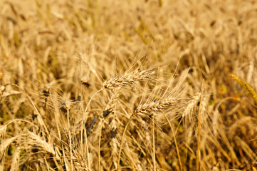 Field with ripe wheat,