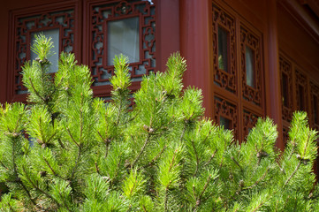 Pine branches on a background of carved Chinese window.