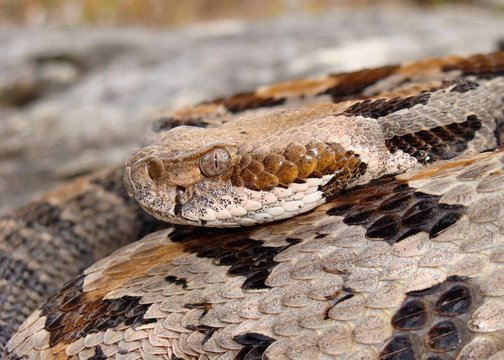 Timber Rattlesnake, Crotalus horridus