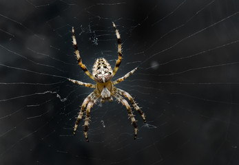 Night image of very dreadful spider on his net in the darkness.