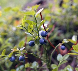 bush of blueberries in the forest