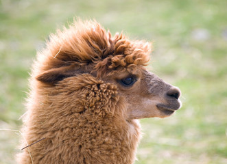 Portrait of domesticated Llama - Lama guanicoe