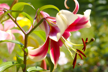 Lilium © Swetlana Wall