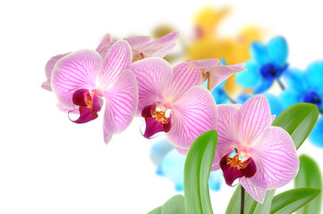 Orchideen 103