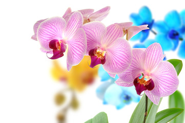 Orchideen 104