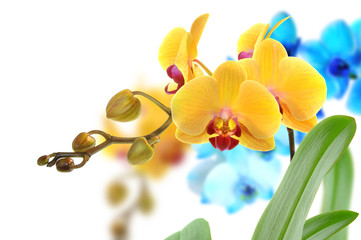 Orchideen 105