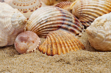 seashells
