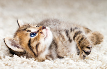 Funny kitten in carpet - 34507673