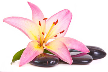 Steine,Lilium © Swetlana Wall