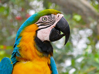 Blue and Yellow Macaw, South America