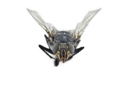 Extreme Close Up of Fly Insect