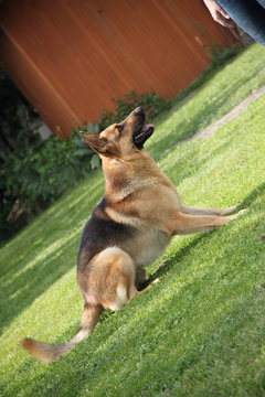 A german shepperd