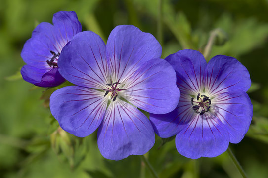 Blue and purple wild geranium