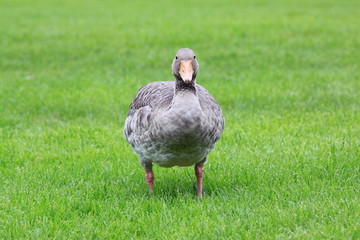 Gans-26970b1